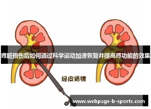 肾脏损伤后如何通过科学运动加速恢复并提高肾功能的效果